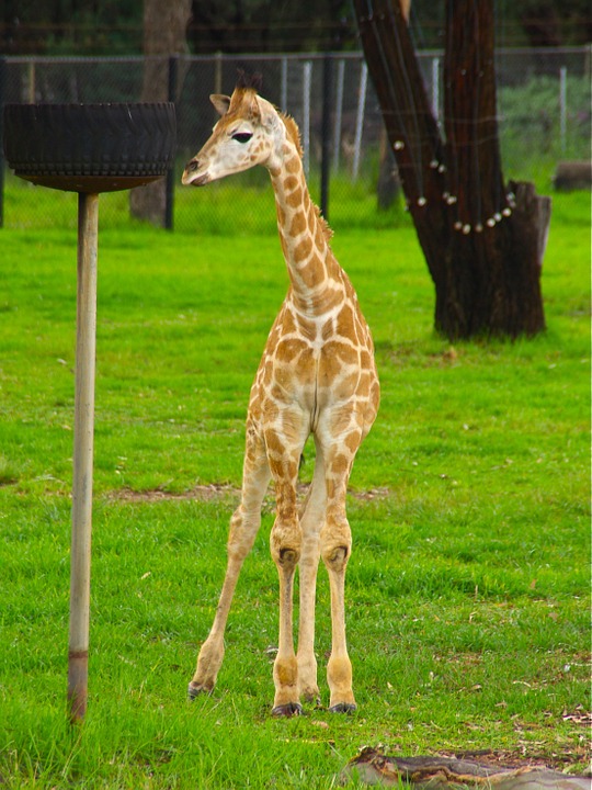 baby, giraffe, animal
