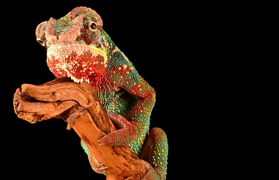 animal, reptile, chameleon
