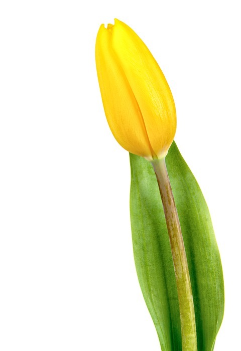 flower, tulip, leaf