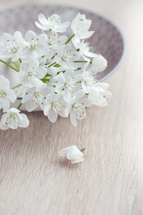 flower, flowers, white