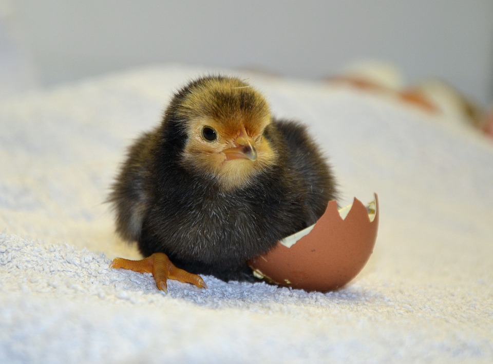 chicks, hatch, eggshell