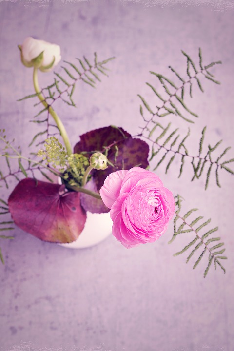 flower, ranunculus, pink