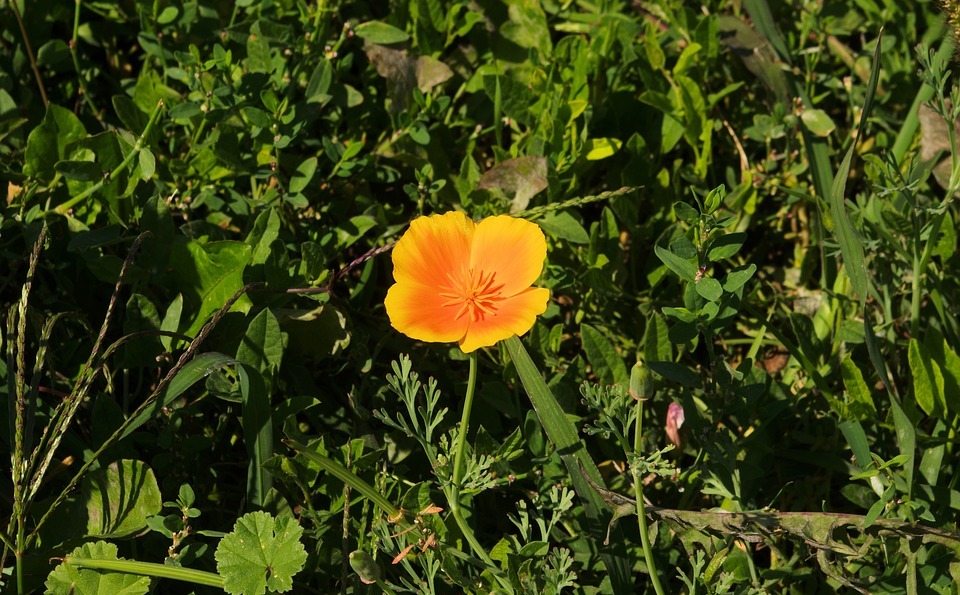 small orange flower, orange, flower