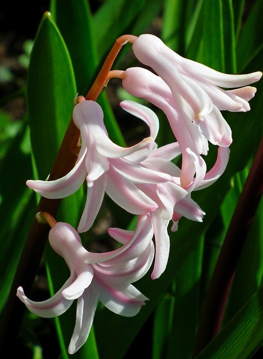 hyacinth, flower, spring