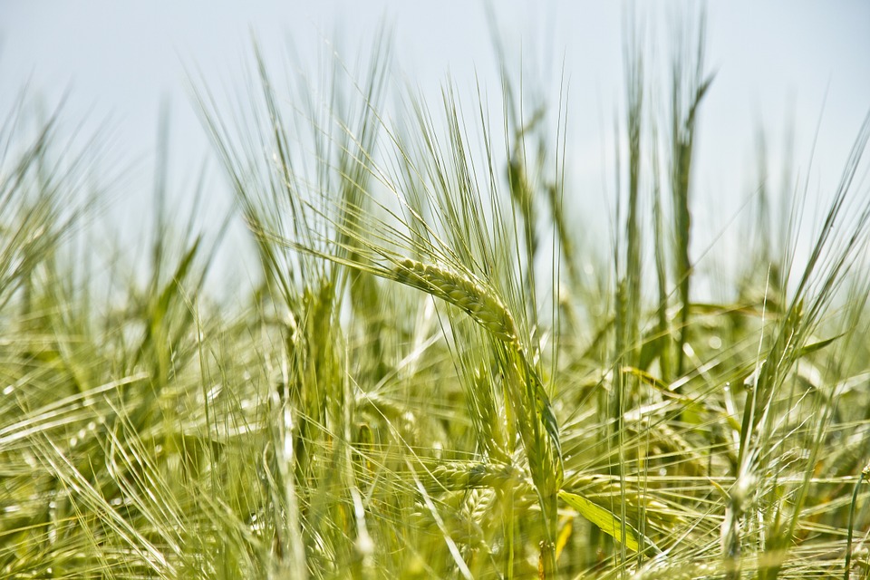 barley, spicas, grain