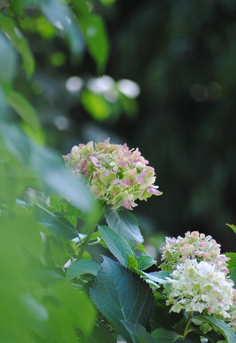 hydrangea, garden, green