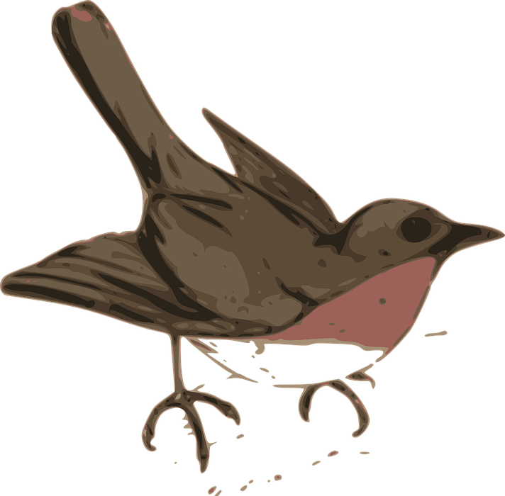 robin, bird, brown