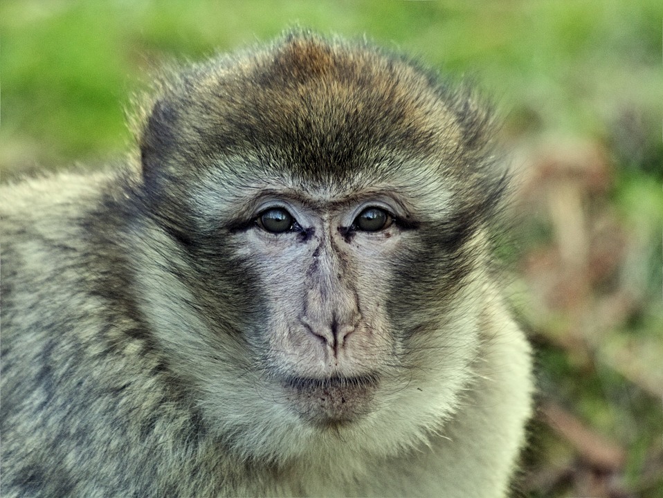 monkey, macaque, animal