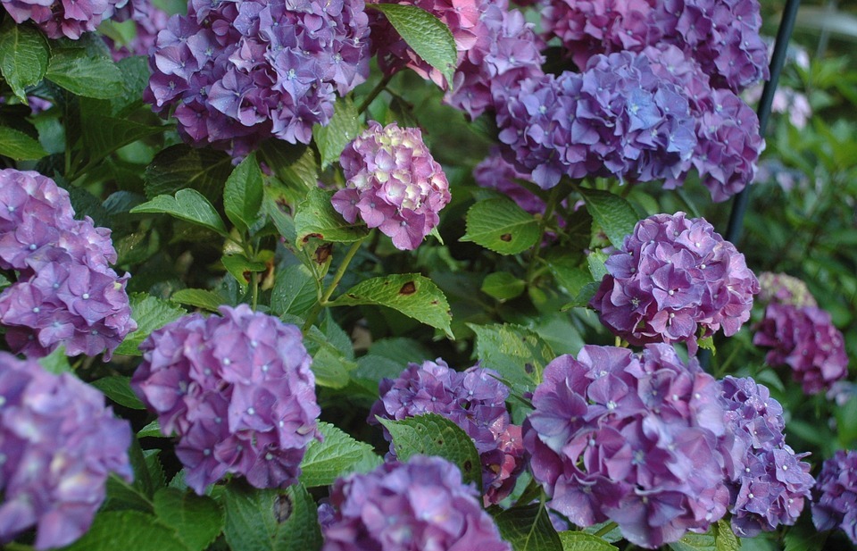hydrangea, purple flowers, floral