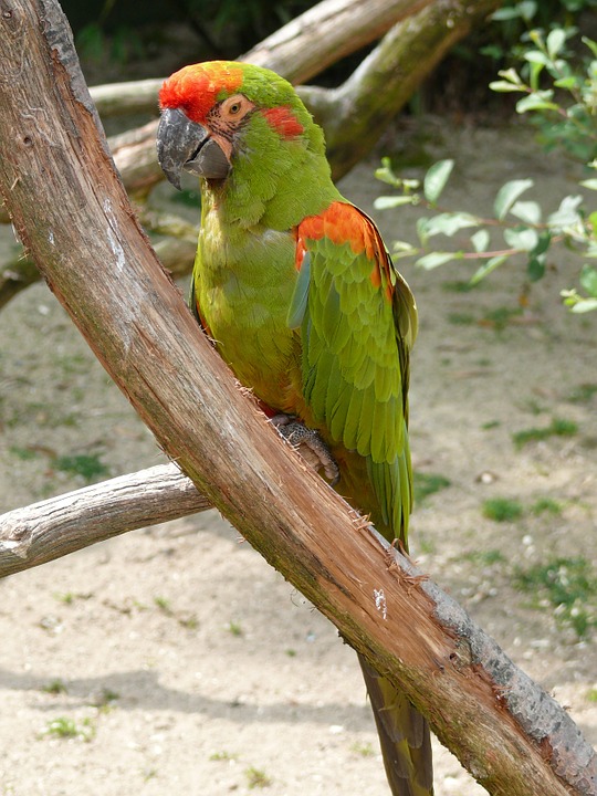bird, parrot, color