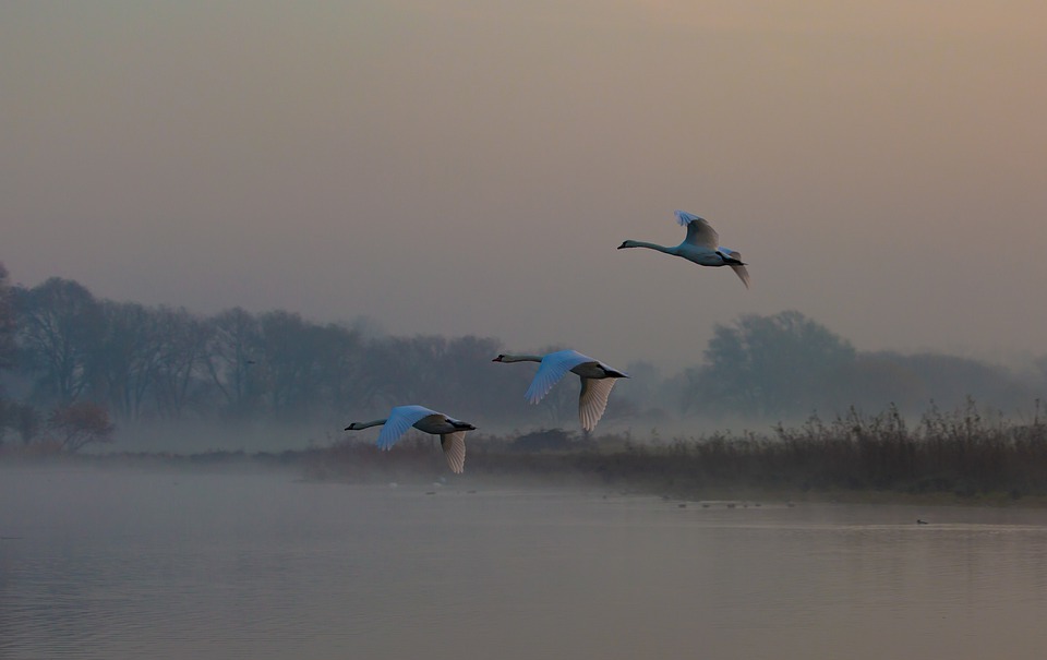 swans, birds, flying