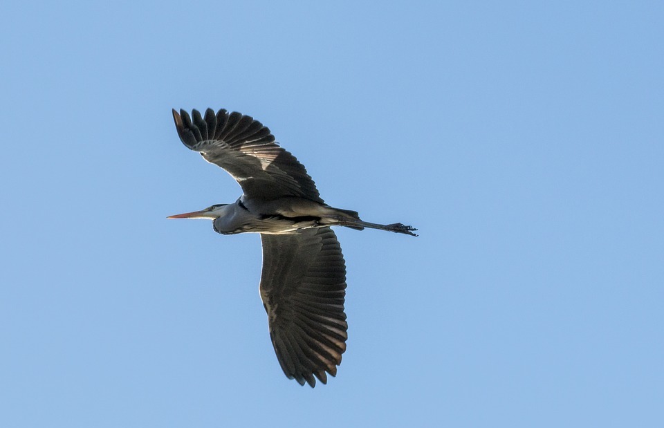 heron, heron in flight, bird
