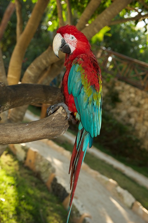 parrot, bird, red