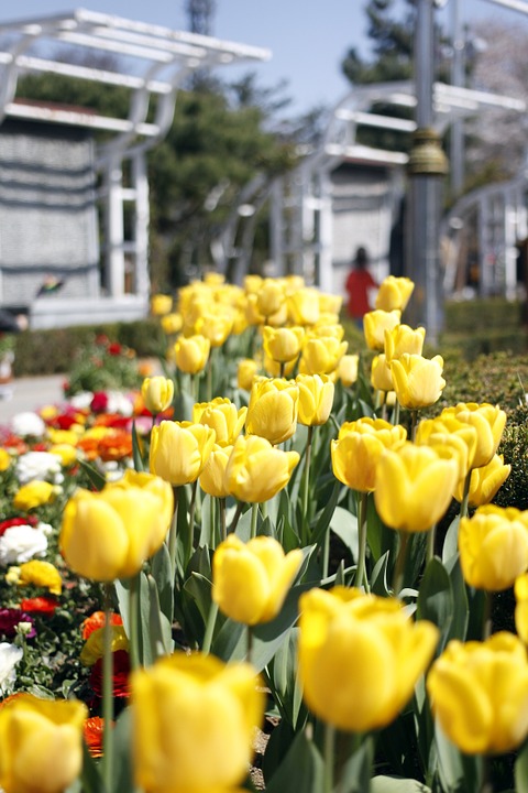 tulip, flowers, spring