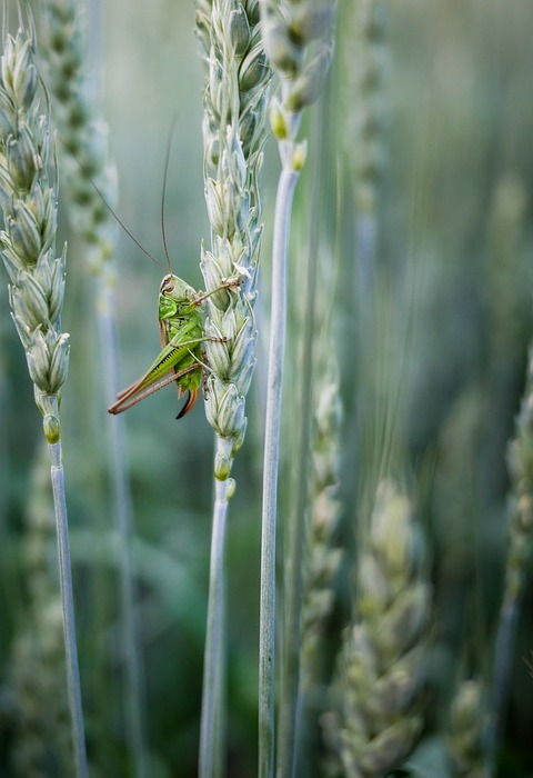 cricket, corn, green