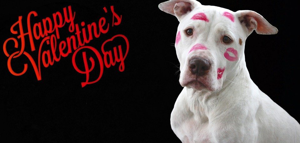 valentine's day, love, february