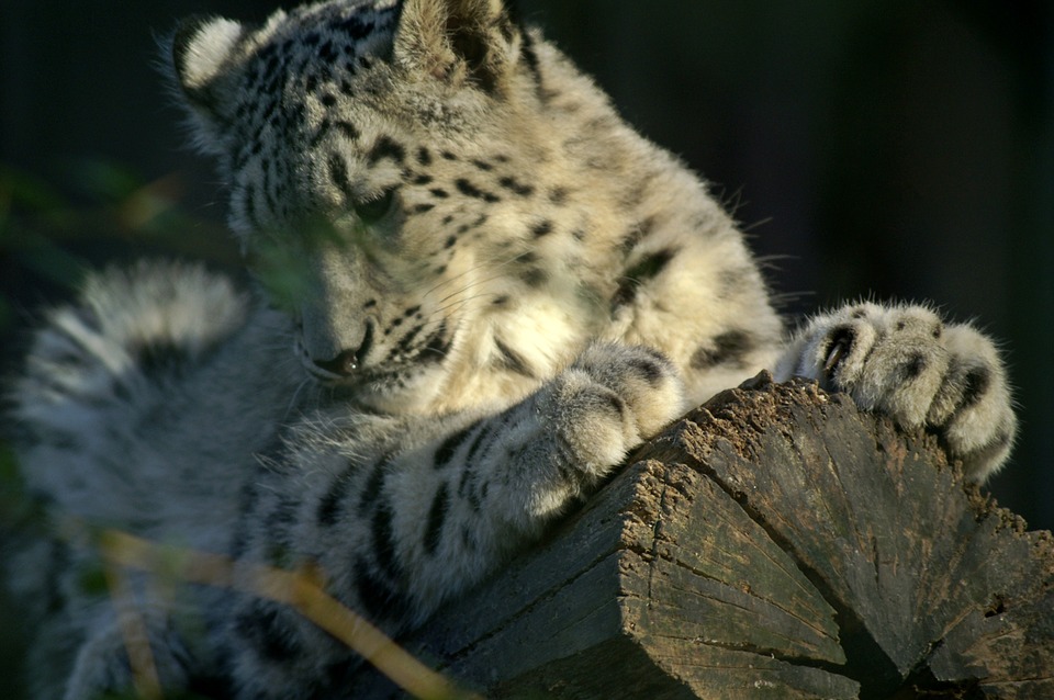 snow leopard, snow leopards, predators