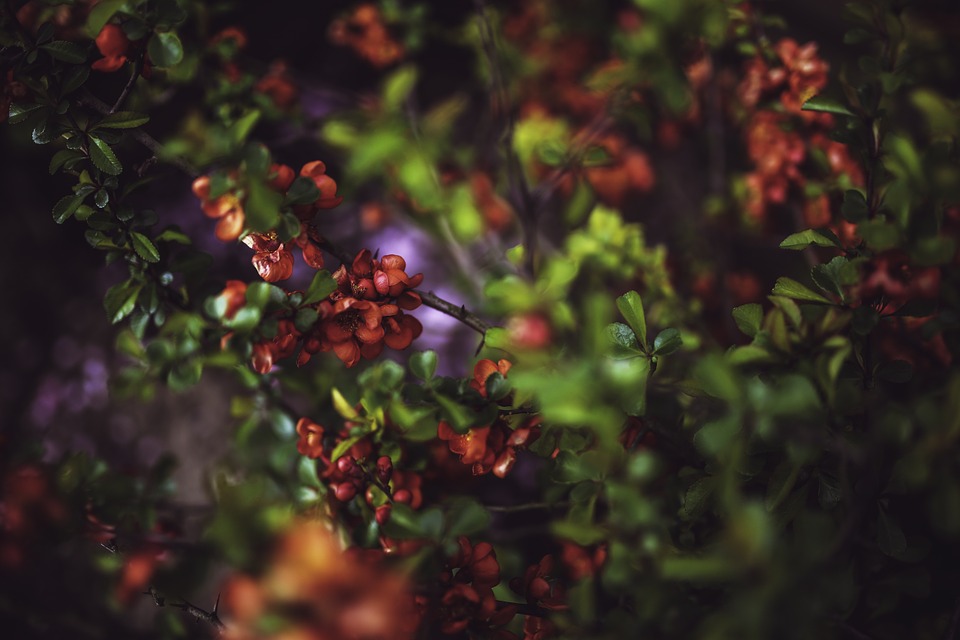 cydonia oblonga, quince, flowers