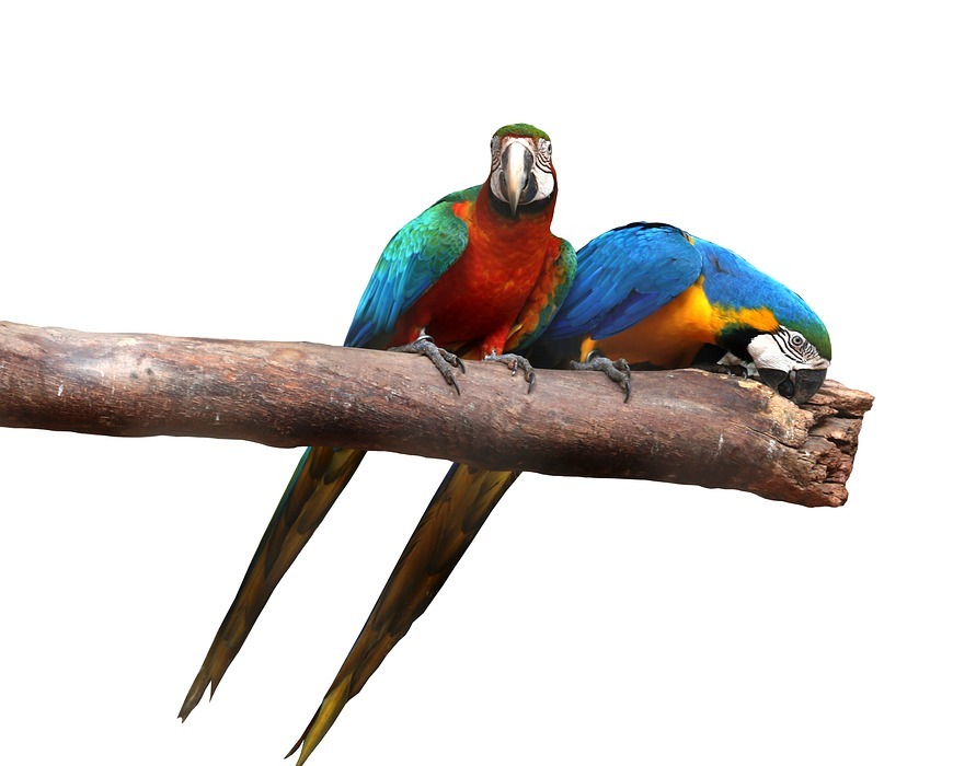 macaws on white background, birds, colorful