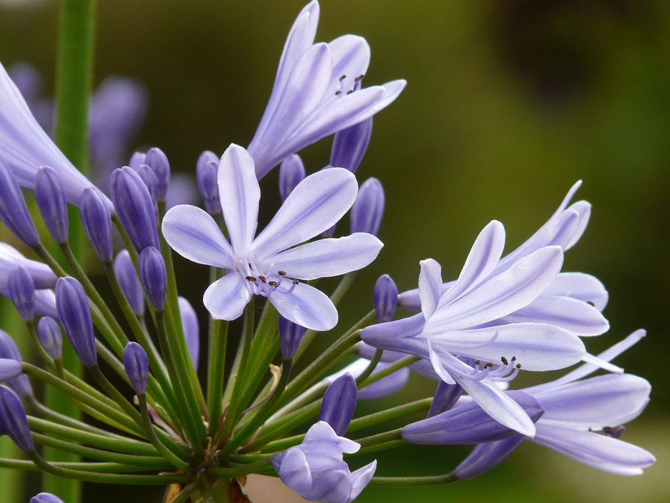agapanthus, jewelry lilies greenhouse, agapanthoideae