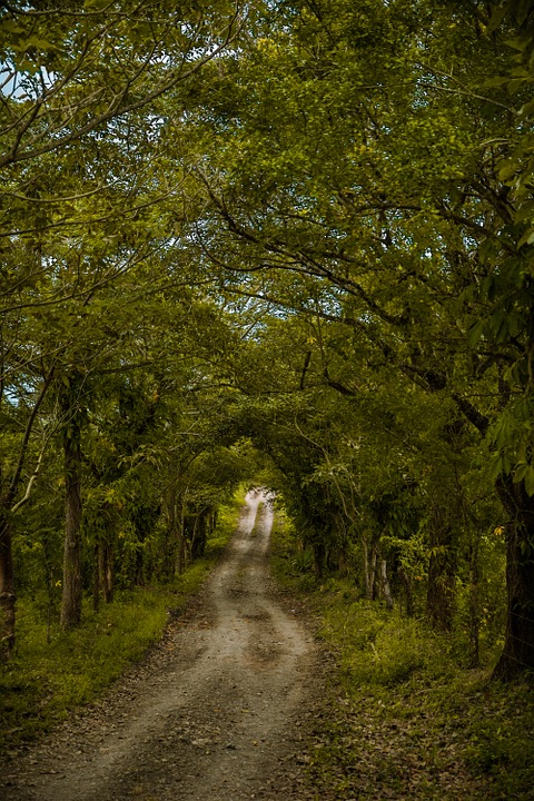 path, trees, earth
