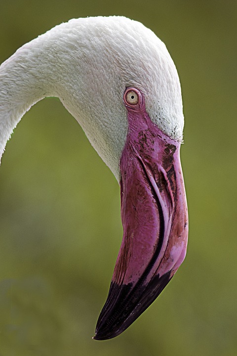 flamingo, bird, pink beak
