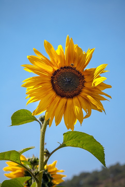 sunflower, field, yellow