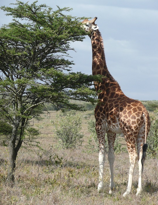 giraffe, kenya, safari