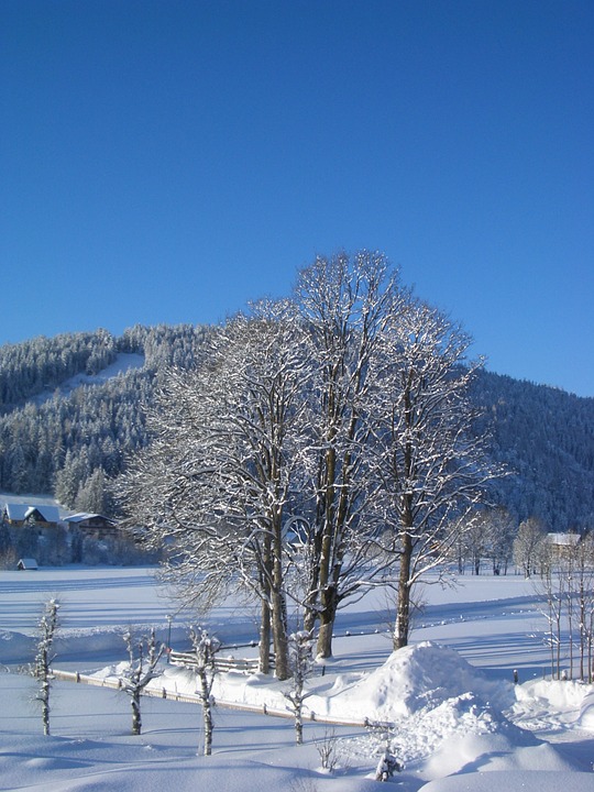 winter, tree, snowy