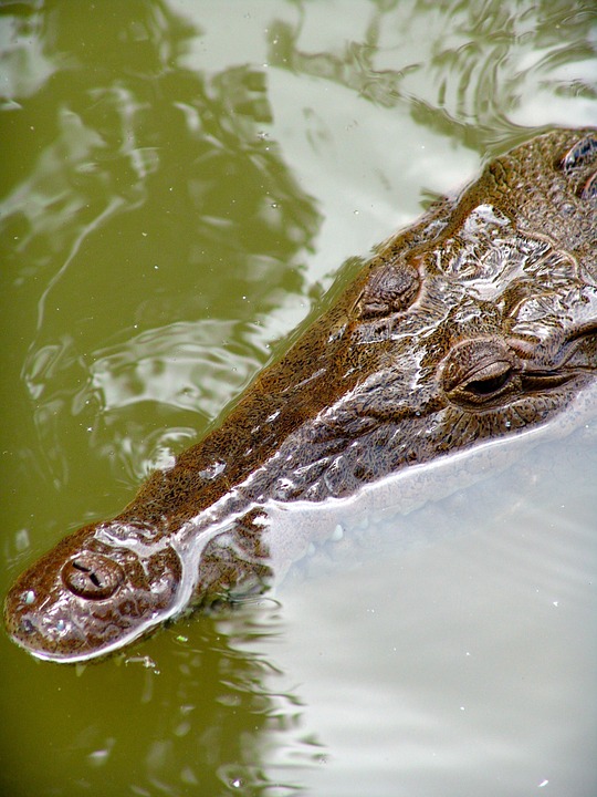 crocodile, river, risk