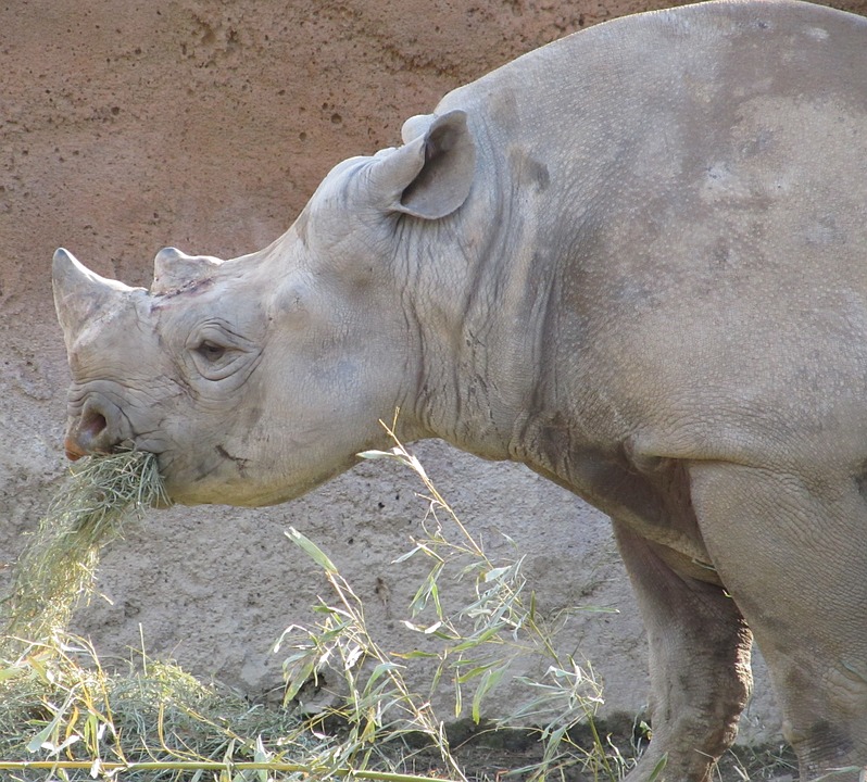 rhino, rhinoceros, eating