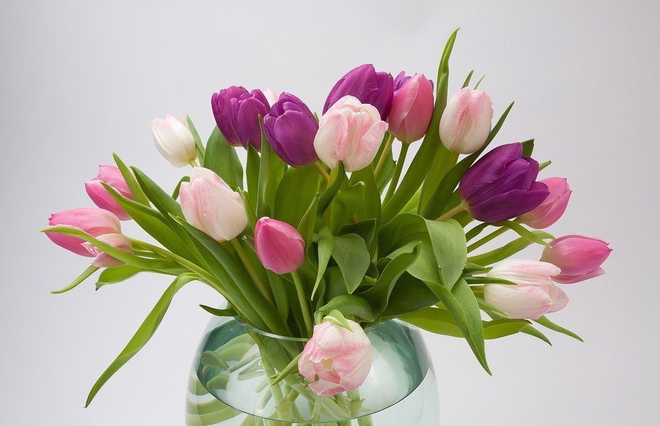 tulip, tulip bouquet, spring flower