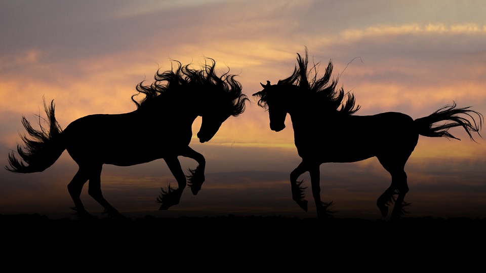 horses, sunset, photoshop