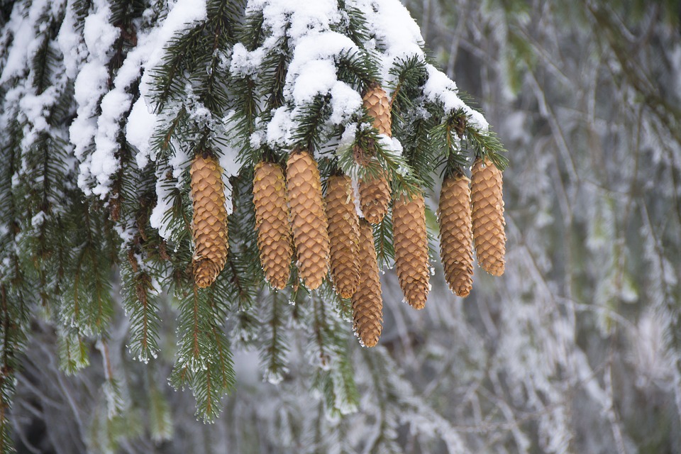 cones, spruce, snowy branch
