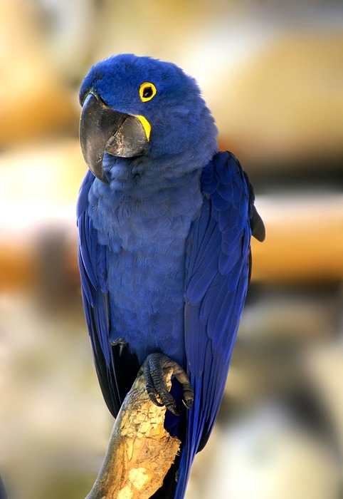 blue macaw, bird, tropical birds