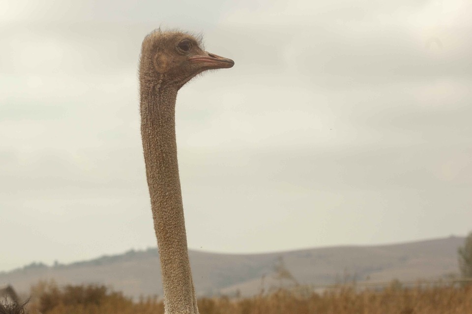 ostrich, bird, long neck