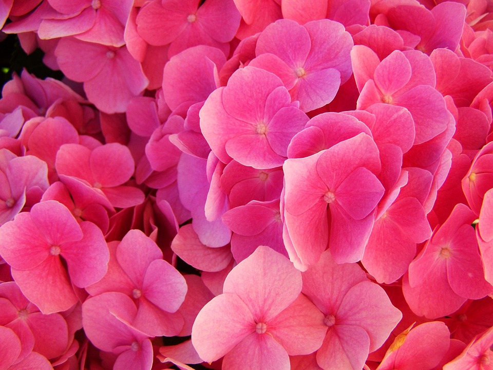 hydrangea, pink flower garden, summer flower