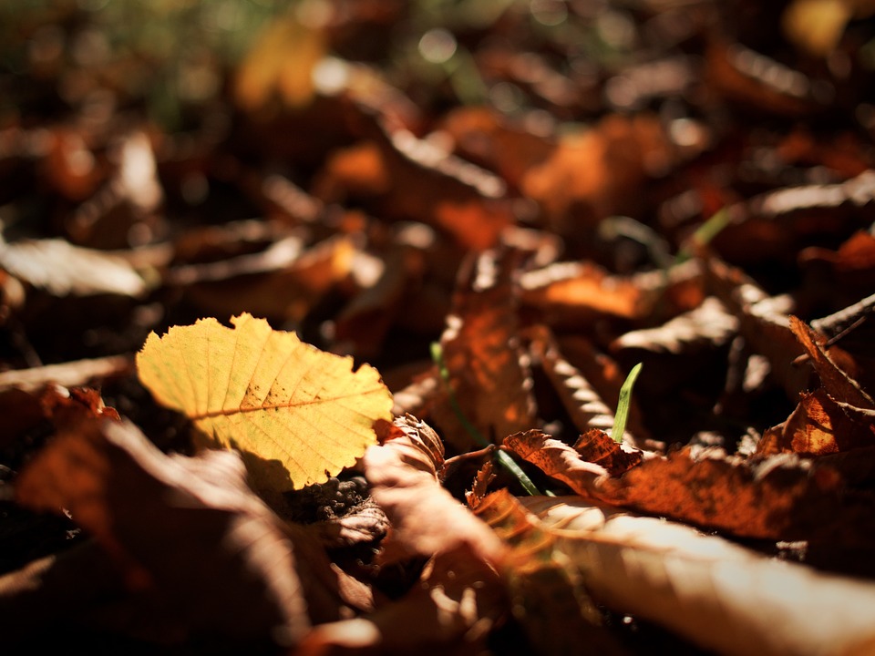 autumn, leaf, nature
