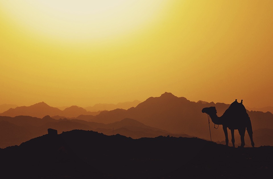 silhouette camel