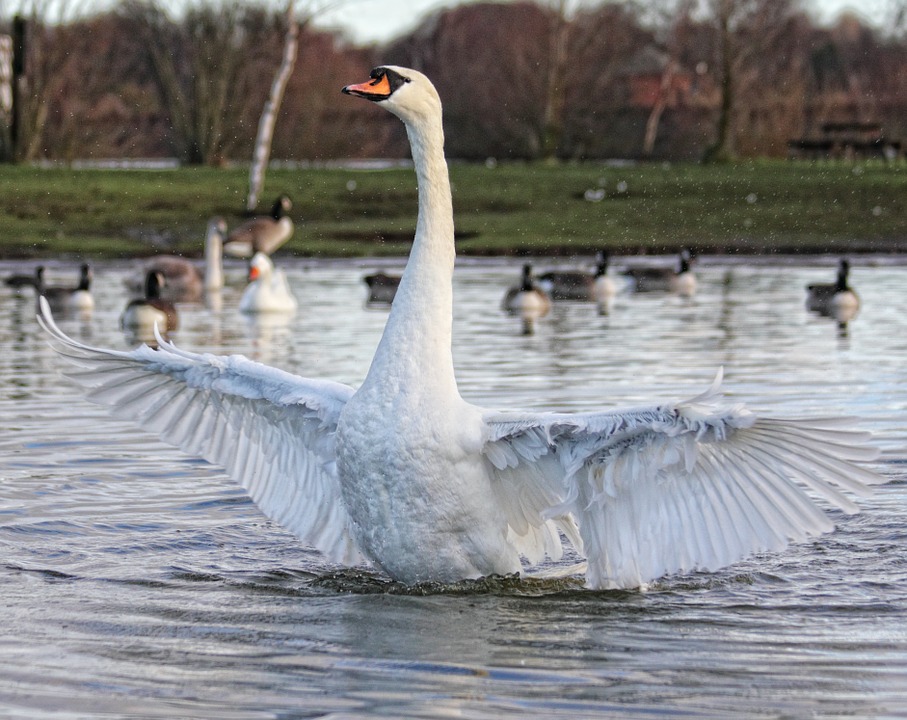 swan, bird, nature
