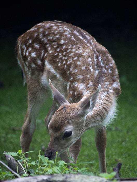 deer, baby, animals