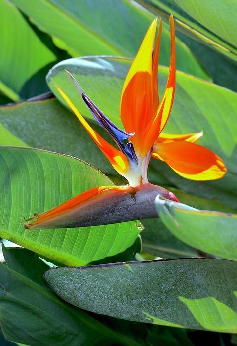 parrot flower, exotic, bright