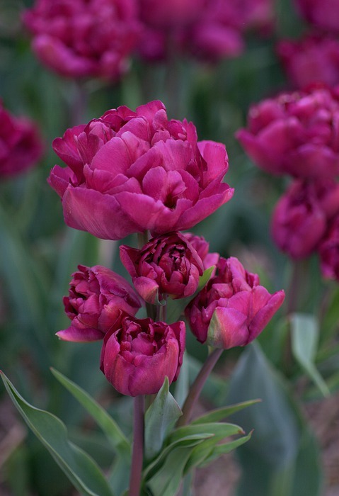 tulip, purple, red