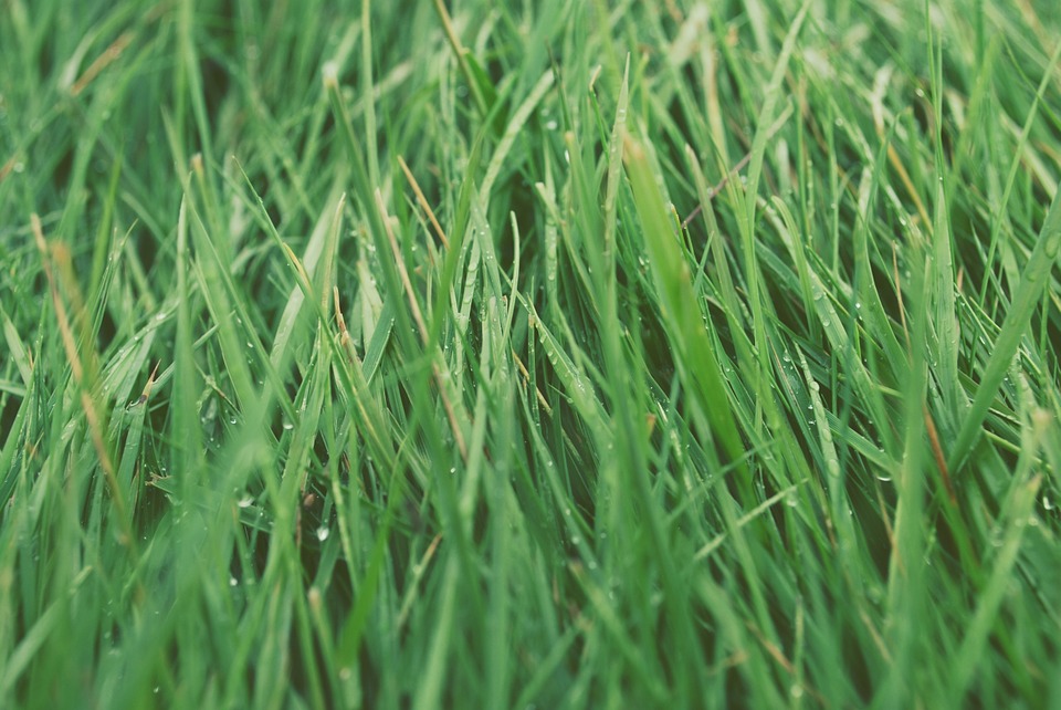 grass, lawn, green