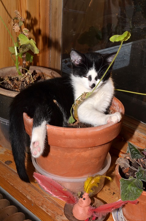 cat, flower pot, animals