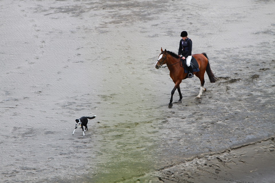 rider, beach, horse