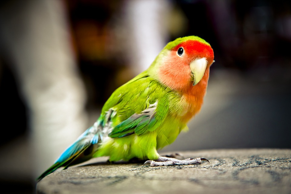 parrot, bird, colorful