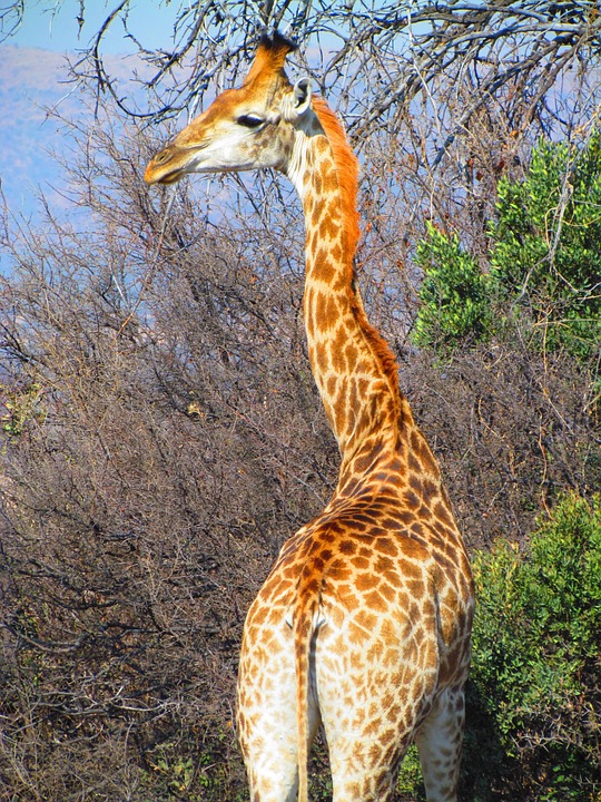 giraffe, safari, neck