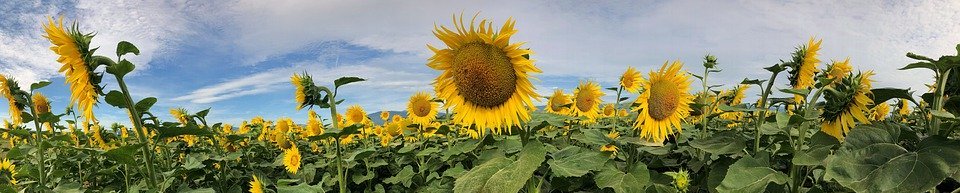 sunflower, field, flower