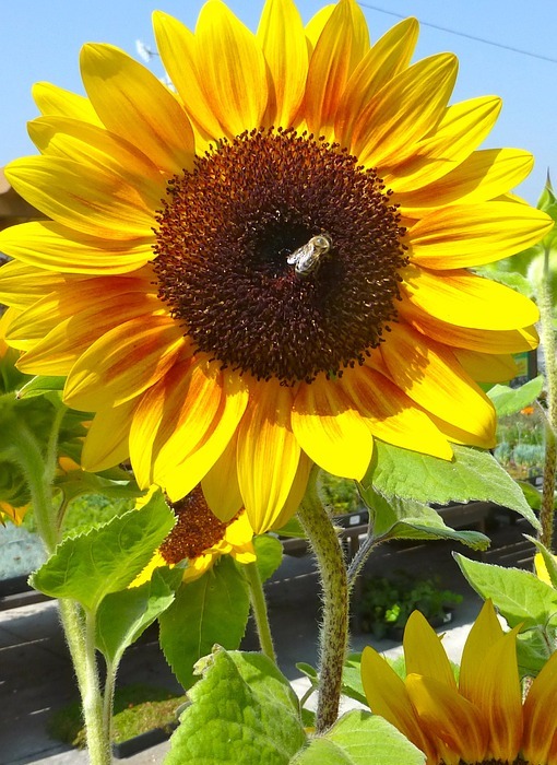 sunflower, bee, flora